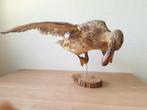 Taxidermie opgezette eend, Verzamelen, Ophalen of Verzenden, Gebruikt, Vogel, Opgezet dier