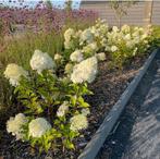 ‼️hortensia anabelle aan stuntprijzen ‼️, Tuin en Terras, Planten | Struiken en Hagen, Ophalen, Hortensia