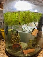 aquarium, Dieren en Toebehoren, Ophalen, Zo goed als nieuw, Gevuld zoetwateraquarium