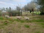 Ruilen, Dieren en Toebehoren, Schapen, Geiten en Varkens, Meerdere dieren, Schaap, 0 tot 2 jaar