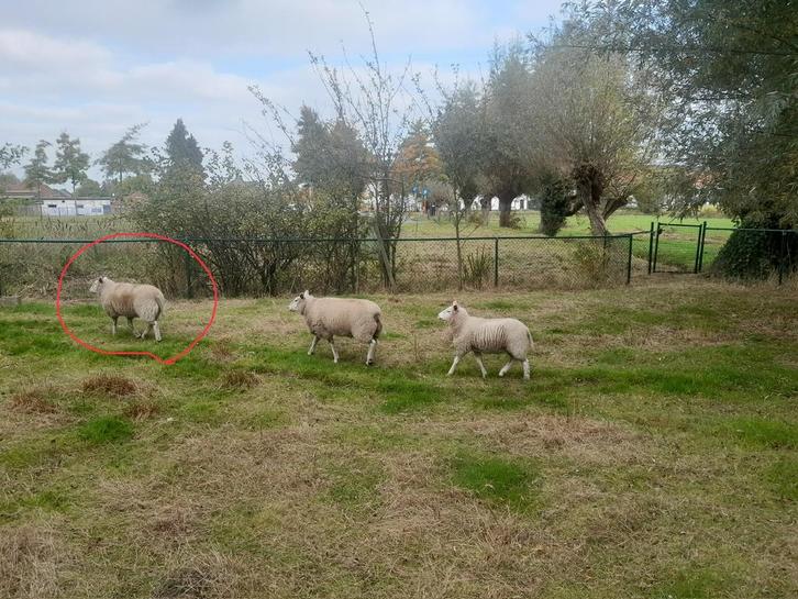 Ruilen, Dieren en Toebehoren, Schapen, Geiten en Varkens, Schaap, Meerdere dieren, 0 tot 2 jaar