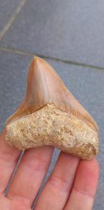 Mooie Megalodon haaientand fossielen, Verzamelen, Mineralen en Fossielen, Ophalen of Verzenden, Fossiel