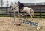 Paard, Dieren en Toebehoren, Paarden, Springpaard, Minder dan 160 cm, B, Ruin