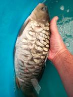 Carpes miroir Valkenswaard 1. Un poids de 1 500 kg