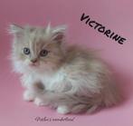Selkirk rex en straight kittens, Dieren en Toebehoren, Katten en Kittens | Raskatten | Langhaar, Meerdere dieren, Gechipt, 0 tot 2 jaar