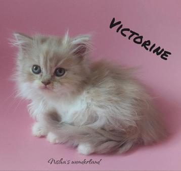 Selkirk rex en straight kittens beschikbaar voor biedingen