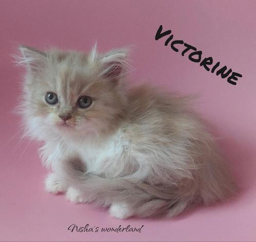 Selkirk rex en straight kittens, Dieren en Toebehoren, Katten en Kittens | Raskatten | Langhaar, Meerdere dieren, 0 tot 2 jaar