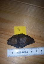 Fossiles en spirale (NR5), Collections, Enlèvement ou Envoi, Fossile