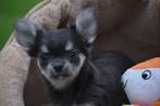 Chihuahua pup ,chihuahua pups, Dieren en Toebehoren, Honden | Chihuahua's en Gezelschapshonden, 15 weken tot 1 jaar, Buitenland