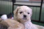 Lhasa-Apso, Dieren en Toebehoren, België, CDV (hondenziekte), 8 tot 15 weken, Meerdere