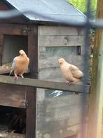 vink duiven, Meerdere dieren, Overige soorten