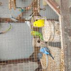 jonge grasparkieten te koop, Dieren en Toebehoren