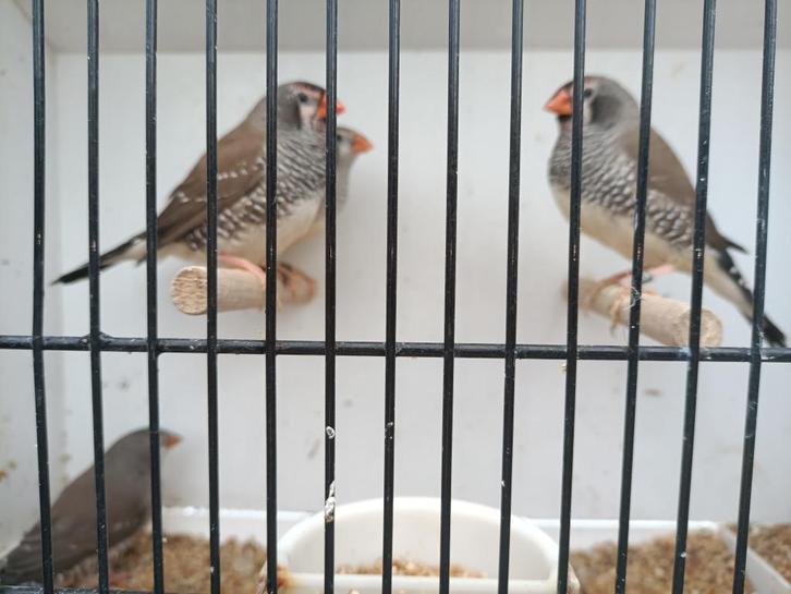 Kruising/hybride Ceres amadine x Zebravink, Dieren en Toebehoren, Vogels | Overige Vogels, Tropenvogel, Meerdere dieren, Geringd