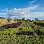 Partner gezocht voor bio-landbouwproject in Vremde (Ranst), Vacatures, Vacatures | Landbouw, Natuur en Milieu, Variabele uren