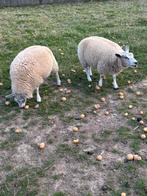 Jonge ooien, Dieren en Toebehoren, Schapen, Geiten en Varkens, Vrouwelijk, Schaap, 0 tot 2 jaar