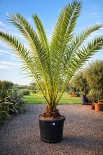 Phoenix Canariensis - dadelpalm, Ophalen, Olijfboom