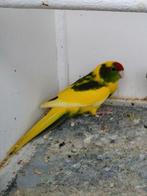 Kakariki's, Dieren en Toebehoren