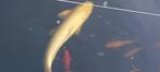 koi, Dieren en Toebehoren, Vissen | Vijvervissen, Karper of Koi
