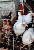 17 kippen te koop + voeder gratis!, Dieren en Toebehoren, Pluimvee, Kip