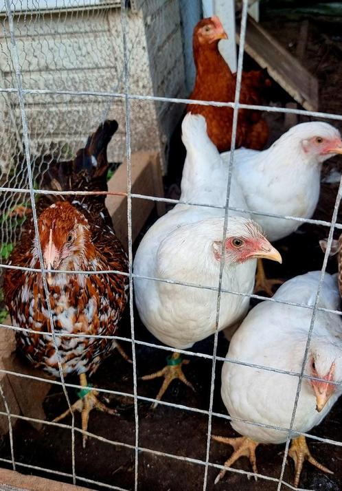 17 kippen te koop + voeder gratis!, Dieren en Toebehoren, Pluimvee, Kip