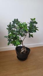 Bonsai in pot, Ophalen, Bonsai, In pot