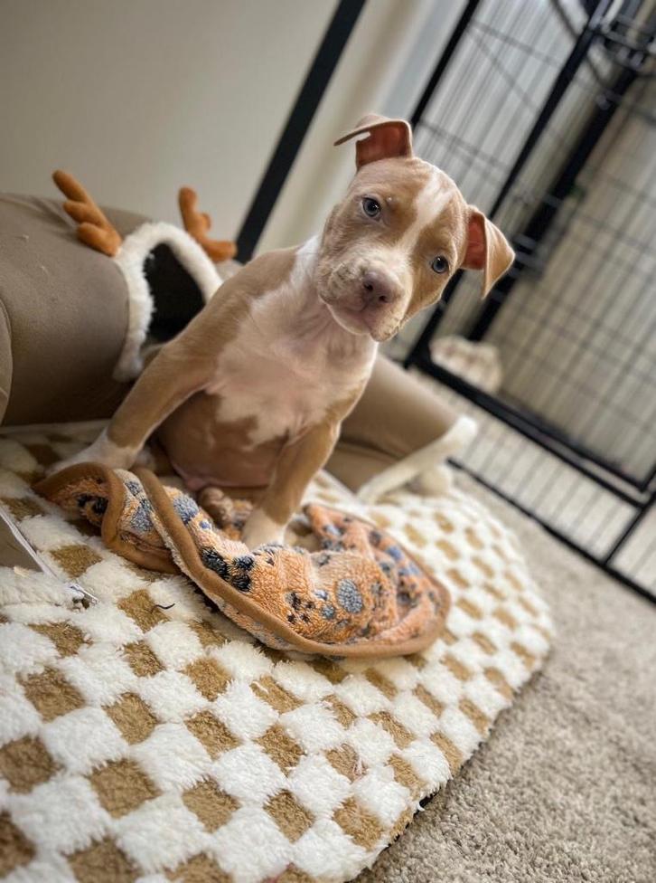 Amerikaanse Stafford pup (reutje), Dieren en Toebehoren, Honden | Jack Russells en Terriërs, Meerdere dieren, American Staffordshire Terriër