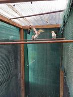 Distelvinken putters, Dieren en Toebehoren, Vogels | Overige Vogels