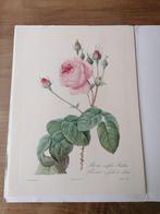 Lot de 4 planches botaniques P. J. Redouté, Antiek en Kunst, Ophalen of Verzenden