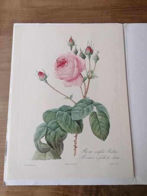 Lot de 4 planches botaniques P. J. Redouté, Antiek en Kunst, Kunst | Schilderijen | Klassiek, Ophalen of Verzenden