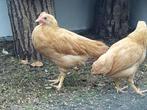 Buff Leghorn Hennen + 1 haantje, Dieren en Toebehoren, Meerdere dieren, Kip