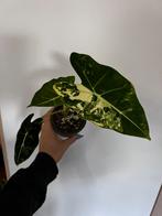 alocasia frydek variegata, Huis en Inrichting, Kamerplanten, Ophalen