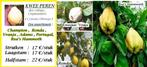 KWEEPEER BOMEN oa "CHAMPION" & "VRANJA", Laagstam : 17€/stuk, Tuin en Terras, Planten | Fruitbomen, Lente, Volle zon, Perenboom