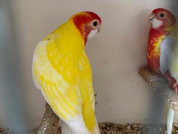 Rosella Lutino koppel  beschikbaar voor biedingen