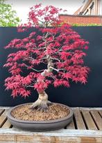 Japanse Esdoorn Bonsai (Deshojo), Tuin en Terras, Ophalen, Lente