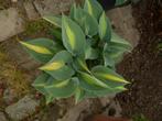 Hosta plant, Tuin en Terras, Planten | Tuinplanten, Overige soorten, Vaste plant, Ophalen of Verzenden, Halfschaduw