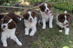 Border collie pups, dark-chocolate en chocolate-white, Dieren en Toebehoren, België, CDV (hondenziekte), 8 tot 15 weken, Collie