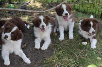 Border collie pups, dark-chocolate en chocolate-white, Colley, Plusieurs, Parvovirose, Belgique