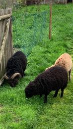 Quessant schaap ooi - bruin - 3 jaar, Mouton, Femelle, 3 à 5 ans
