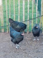 Jonge Australorp kippen, Dieren en Toebehoren