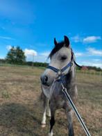 Lieve jonge B-pony ruin, Ruin, B, B pony (1.17m tot 1.27m), 3 tot 6 jaar