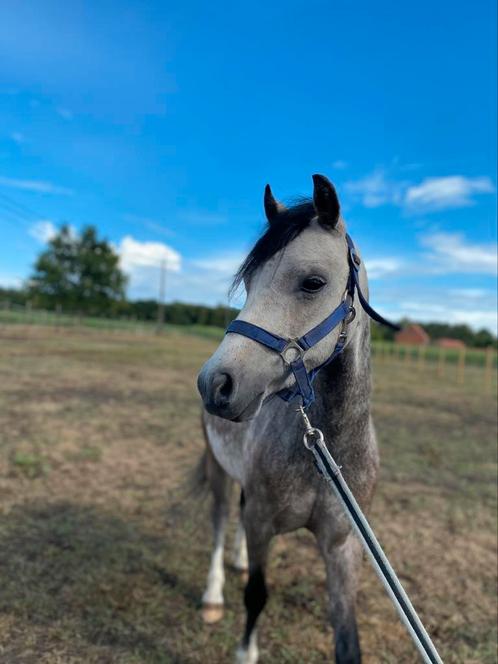 Lieve jonge B-pony ruin, Dieren en Toebehoren, Pony's, Ruin, B, B pony (1.17m tot 1.27m), 3 tot 6 jaar