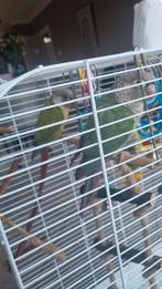 groenwangdwergara’s (green-cheeked conures / Pyrrhura molina, Dieren en Toebehoren, Ophalen of Verzenden