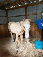 Palomino veulen, Dieren en Toebehoren, Merrie