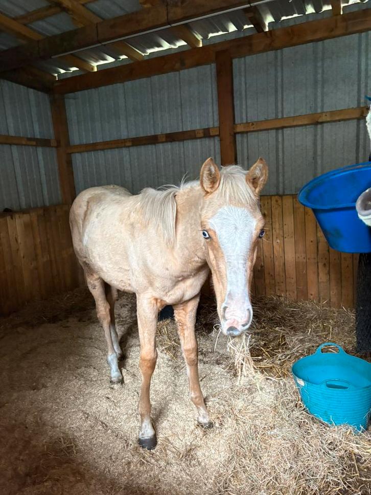 Palomino veulen, Dieren en Toebehoren, Paarden, Merrie