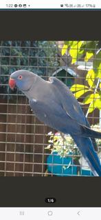 Op zoek violets kweekkoppels, Dieren en Toebehoren