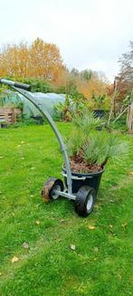 Chamaerops humillis Cerifera, palmboom, Tuin en Terras, Planten | Bomen, Ophalen, Palmboom