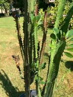 Cactussen 2 stuks meer dan 100 cm hoog      Afhalen, Tuin en Terras, Ophalen