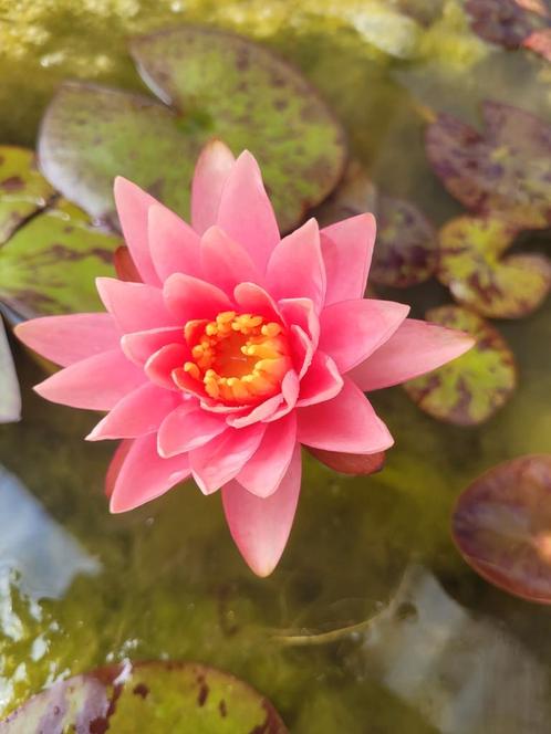 Waterlelie Colorado, Tuin en Terras, Vijvers, Zo goed als nieuw, Ophalen of Verzenden