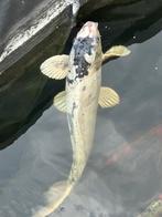 Vissen, Dieren en Toebehoren, Vissen | Vijvervissen, Karper of Koi