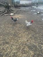 Haantjes, Dieren en Toebehoren